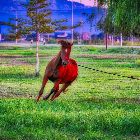 Appartamento Estrella Keramotí Esterno foto